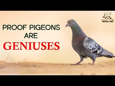 The Surprising Genius of Pigeons
