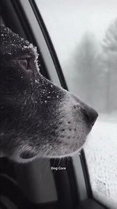 Funny dog ignores owner in snow #viral #trending #short