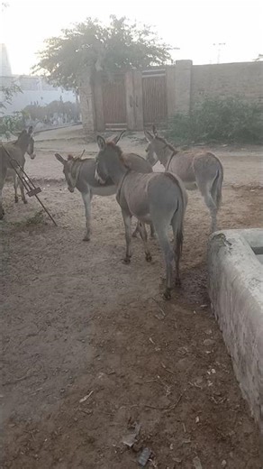 Five Donkeys Having Fun Together in the Field