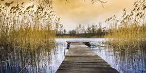 East Texas Ag News: Types of algae in ponds