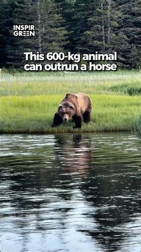 Brown Bears Can Run Up To 56 km/h
