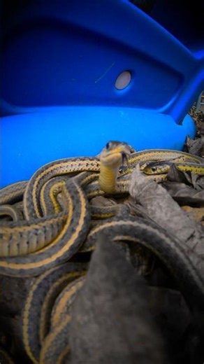 Black and Blue is excellent snake charming music #alternativemetal #garagerock #dadrock