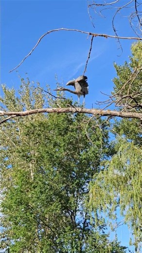 A GREAT BLUE HERON Stretches Its Wings At Lake Arthur