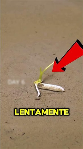 Cultivo un Grano de Arroz y Paso Esto