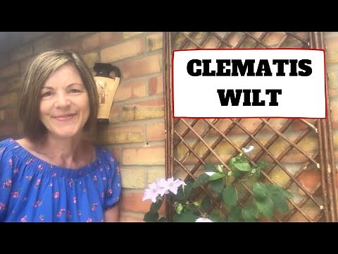 How To Stop Clematis Wilt From Spreading