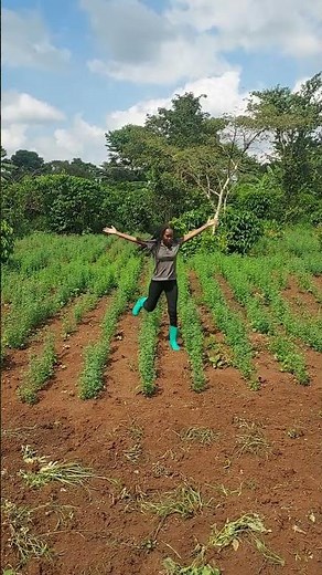 Plant Alfalfa Grass for Your Goats! Thank me later! #animals #shorts #goat #goatfarmer