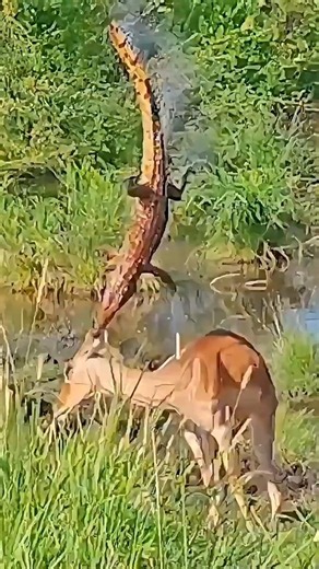 Ambush Predators Don't Always Win! Leopard vs. Impala & Dog #animalfacts #shorts