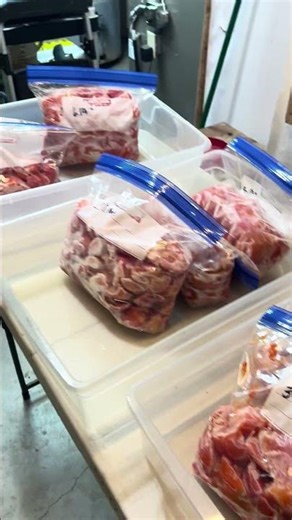 Tomato processing day