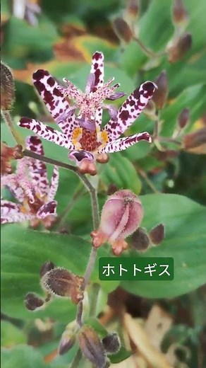 【癒しの庭】ホトトギス(杜鵑草) 秋の風物詩 魅力あふれる山野草です いろんな角度から観察したくなります