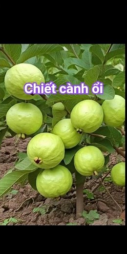 chiết cành cây ổi, trồng ổi trong chậu. #caycomui #caytrongnha #fruit #shorts