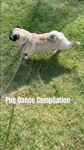 Dancing Pug Compilation #pug #pugs