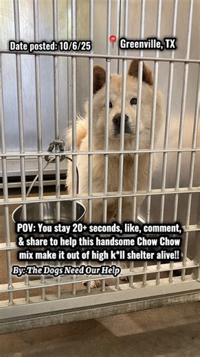 1K reactions · 668 shares | 凉This Chow Chow mix boy is so sweet &...