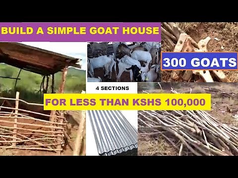 How to build 🔨 a 300 heads Goat House - Start goat farming - Goat farming in Kenya