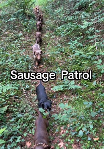 Sausage Patrol: Funny Dachshund Adventures and Sausage Dog Moments