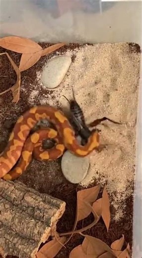 Ball Python VS Cricket | Terrarium Clash 🐍🦗