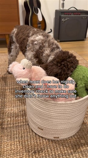 Cockapoo Fun: Adorable Moments That Will Melt Your Heart