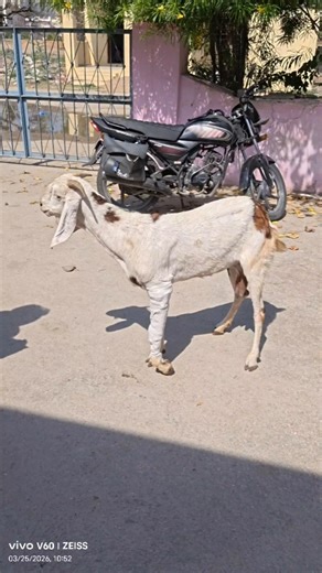 Plaster of Paris in Goat🐐 bone broken ...#vetcare #wildlife #animals #cow #goat #viral #vetcarevinod