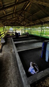 6.6K views · 40 reactions | Black Soldier Fly Larvae bed expansion for an increase of biowaste conversion capacity. #CircularEconomy #BlackSoldierFly | Balungao Integrated Farm | Facebook