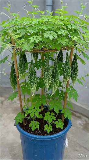 How to make a trellis for growing creeping vegetables in a small space | Diy trellis making ideas...