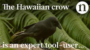 22K views · 435 reactions | Hawaiian crows use tools when foraging...