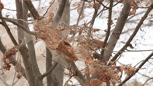 Web Worms Season Worse Than Others, But Not Dangerous To Trees
