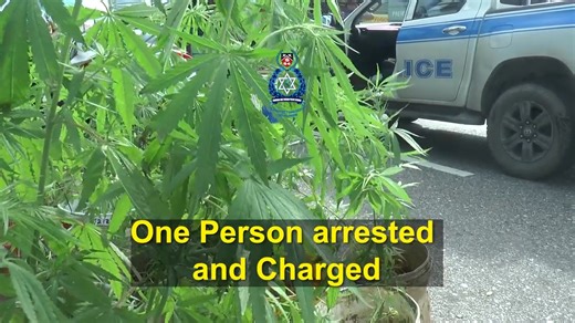 December 30th, 2025 MEDIA RELEASE One Held and Marijuana Trees Seized in NED Operation Festive S.H.I.E.L.D Exercise One man was arrested and marijuana trees worth an estimated TT$60,000 were seized by officers of the North Eastern Division, during an Operation Festive S.H.I.E.L.D. exercise conducted in the Blanchisseuse district, on December 27th, 2025. The exercise was spearheaded by W/Snr. Supt. (Ag.) Guy-Alleyne, and Supt. Birch, and included officers of the Blanchisseuse Police Station and t