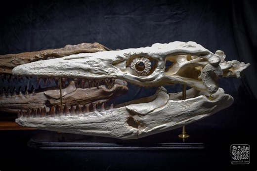 Large Mosasaurus Skull Replica - Dinosaur Fossil on Wooden Baseplate - Museum Quality - Etsy