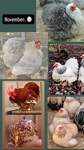 Different colors of Cochin bantam..😁 | Martijn’s Cochin & Poultry