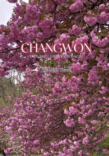 Changwon: Double Cherry Blossom Spots in Spring 2025