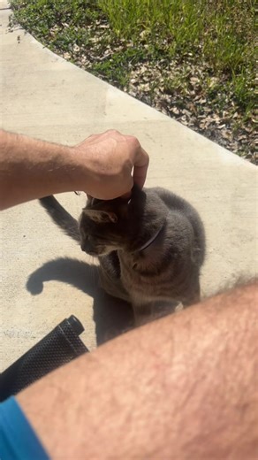 Funny Cat Hisses at Owner