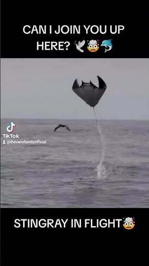 Stingray Flying With Bird🤯
