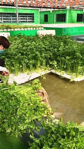 Harvesting Hydroponic Celery: How Vertical Farming Feeds Cities Sustainably