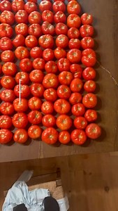 Tomato canning and continuing a legacy!❤️🥫🍅 When I was younger, my grandma would can tomatoes every summer and we could come and get as much as we needed whenever. We made all kinds of jellies, jams, sauces, and dips. This is the legacy I want to continue with my kids, and for many generations to come! #tomato #tomatosauce #tomatoes #tomatocanning #canning #canningandpreserving #canningtomatoes #canningseason #canningjars #homesteading | Jep and Jessica Robertson
