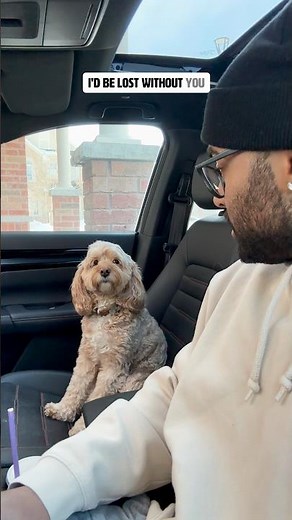 Mini Cockapoo Tells Her Owner She’d Be Lost Without Him 😳