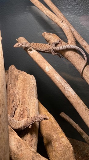 West Coast Colubrids | Pygmy mulga monitor (Varanus Gillen) setup! Super excited to have these amazing monitors and I really enjoyed making this enclosure for... | Instagram