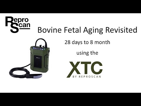 Bovine Fetal Aging Revisited