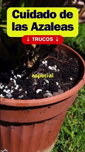 Complete Azalea Care Guide: Everything You Need to Know to Keep Your Azaleas Healthy