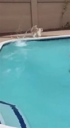 Yoli (@yoli_levrai)’s videos with son original - Yoli