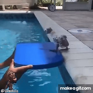 Flotation Device on Make a GIF