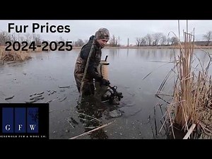GFW Fur Prices 2024-2025 Fur Market @GFWmarket