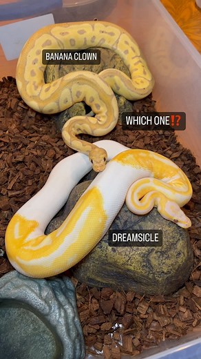 Which one you rocking with⁉️ Banana Clown or Dreamsicle🔥 #ballpython #royalpython #reptiles #reptile #reptilesofinstagram #snake #snakes #pets #pet #petsofinstagram #bloodpython #burmesepython #carpetpython #reticulatedpython #boaconstrictor #leopardgecko #crestedgecko #beardeddragon #animals #wildlife #bof #recessivegang #ballpythons #royalpythons #reels | BALLS of FURY