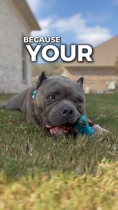 You had the chance to win 10 years of free toys and treats… and didn’t enter? Couldn’t be us. Entries close soon, and one dog’s about to live the dream life. Get in before it’s gone forever. | Happy Staffy Co.