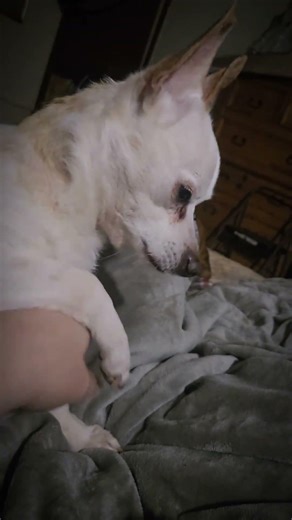 Theodore isn’t ready for the weekend to be over. He’s still in weekend snuggle mode. #Dog