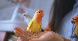 Quelles sont les races de perroquets qui parlent ?