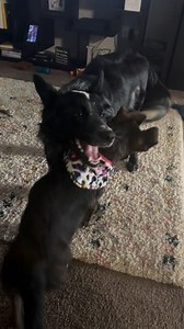 Miranda, who her fosters have been calling, Rogue, having a BLAST with her foster brother. I’m pretty sure he wants to keep her forever 💜🐾 | Heartland Rescue Ranch