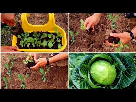 How To Transplant Cabbage Seedlings - Cabbage Seedlings Transplant