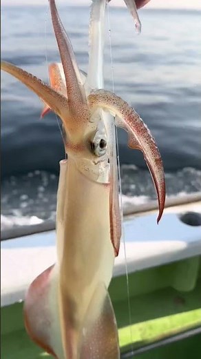 神奈川県葉山 たいぞう丸 マルイカ釣り