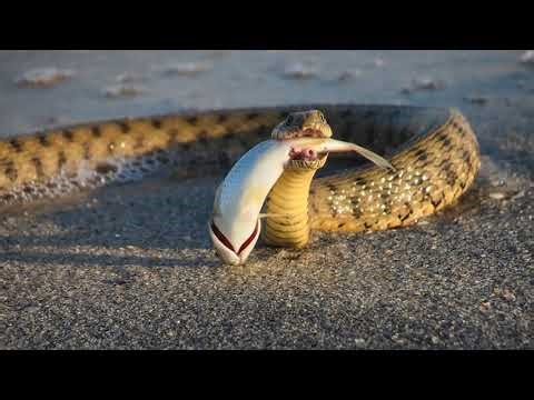 Arafura File Snake: The Aquatic Master of the Mangroves