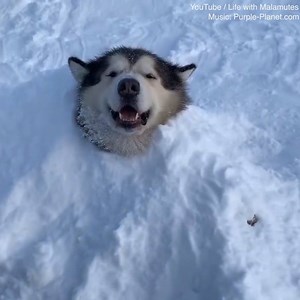 This husky playing in snow is the cutest thing ever! ❤️🐶 | Daily Mail Animals