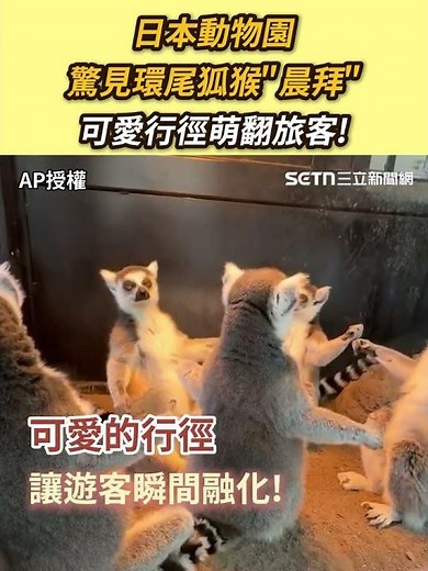 日本動物園驚見環尾狐猴"晨拜" 可愛行徑萌翻旅客! #short